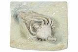 Fossil Crinoid (Macrocrinus) - Crawfordsville, Indiana #291780-1